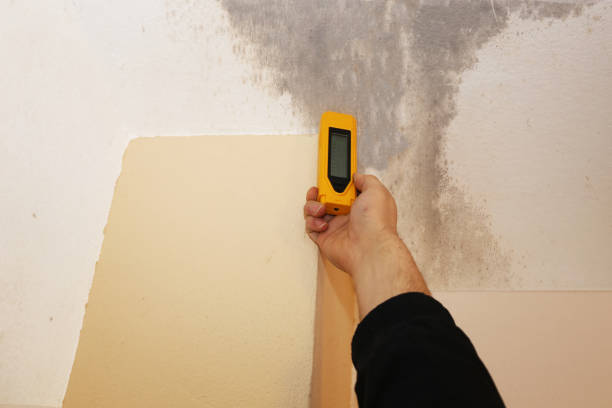 Best Basement Mold Removal  in Bridgeport, AL