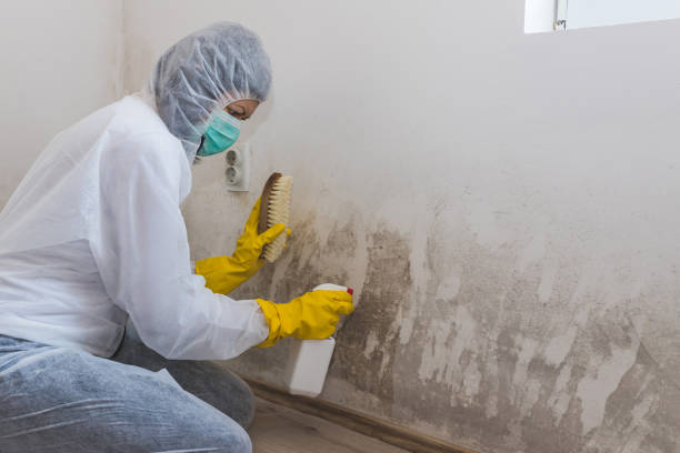 Best Post-Construction Mold Inspection  in Bridgeport, AL