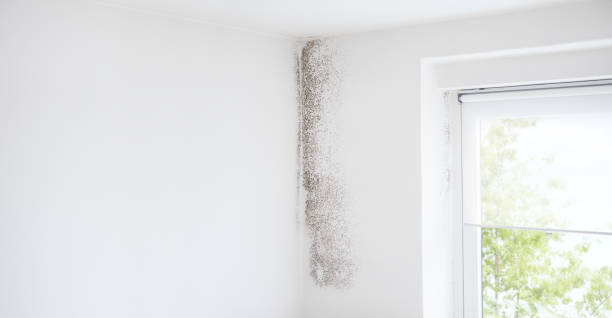 Best Air Quality Testing for Mold Spores  in Bridgeport, AL
