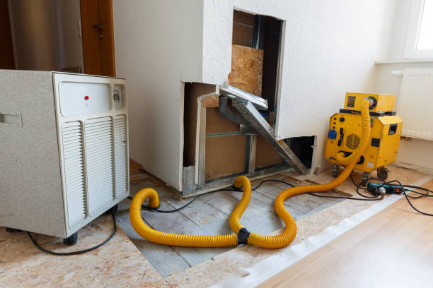 Best Water Damage & Mold Remediation  in Bridgeport, AL