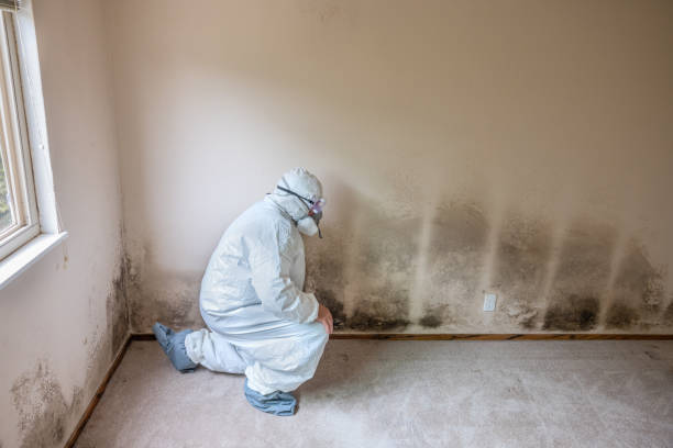 Best Airborne Mold Testing  in Bridgeport, AL