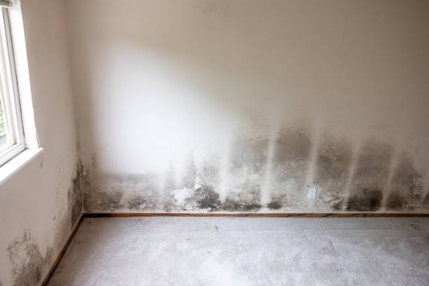Trusted Bridgeport, AL Mold Removal Experts