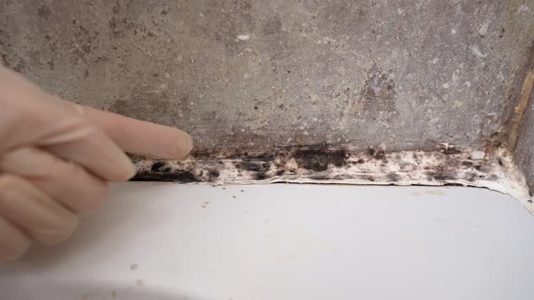 Environmental Consulting for Mold Prevention in Bridgeport, AL