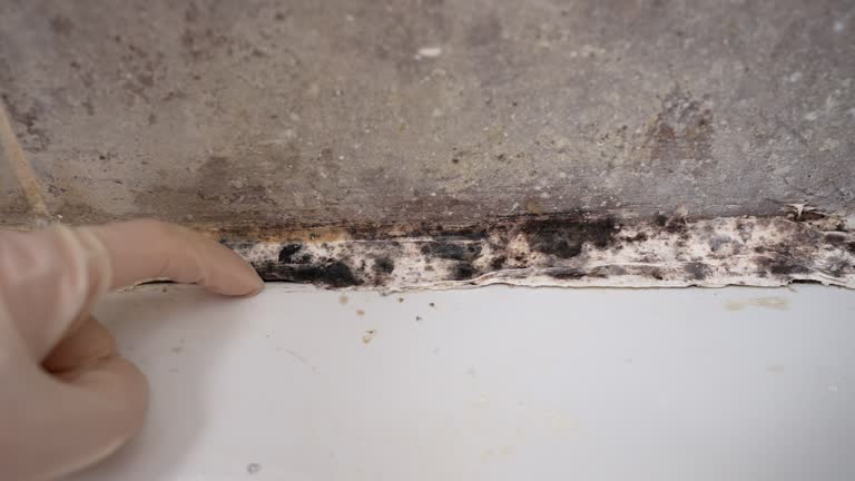 Best Environmental Consulting for Mold Prevention  in Bridgeport, AL